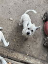 adoptable Dog in  named HUEY