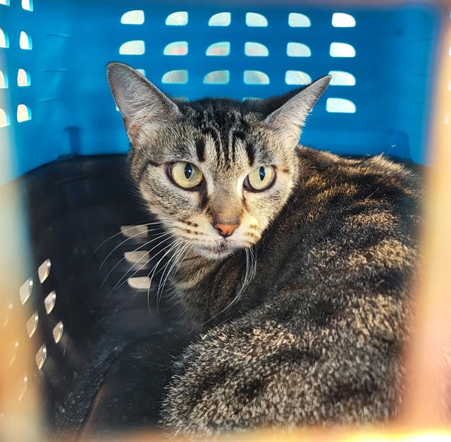 adoptable Cat in San Antonio, TX named CLEOPATRA