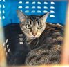 adoptable Cat in  named CLEOPATRA