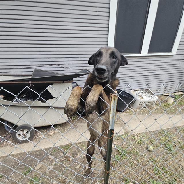 adoptable Dog in San Antonio, TX named KAPONE