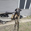 adoptable Dog in  named KAPONE