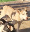 adoptable Dog in  named SASHA