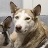 adoptable Dog in  named SASHA