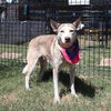 adoptable Dog in  named SASHA