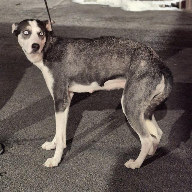adoptable Dog in San Antonio, TX named MARIAH FURRY