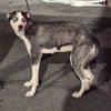 adoptable Dog in  named MARIAH FURRY