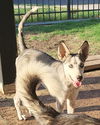 adoptable Dog in  named SANDRA