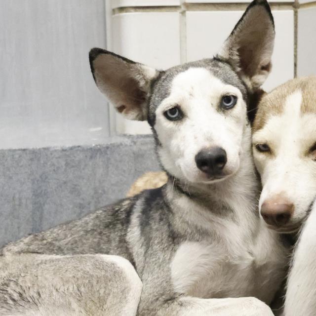adoptable Dog in San Antonio, TX named SANDRA