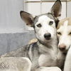 adoptable Dog in  named SANDRA
