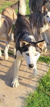 adoptable Dog in  named SCOTTY