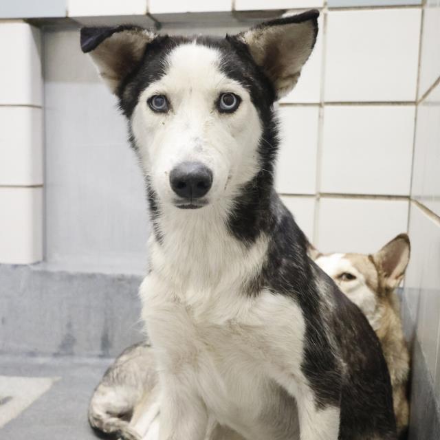 adoptable Dog in San Antonio, TX named SCOTTY