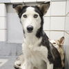adoptable Dog in  named SCOTTY