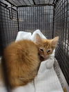 adoptable Cat in  named KENAI