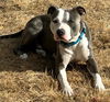 adoptable Dog in  named ZANMI