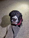 adoptable Dog in  named OAKLEY