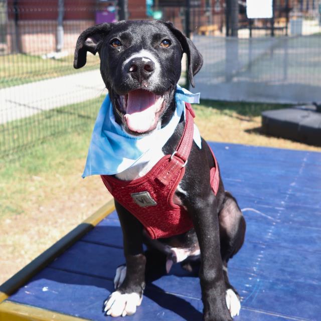 adoptable Dog in San Antonio, TX named OAKLEY