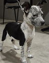 adoptable Dog in  named AUBREY