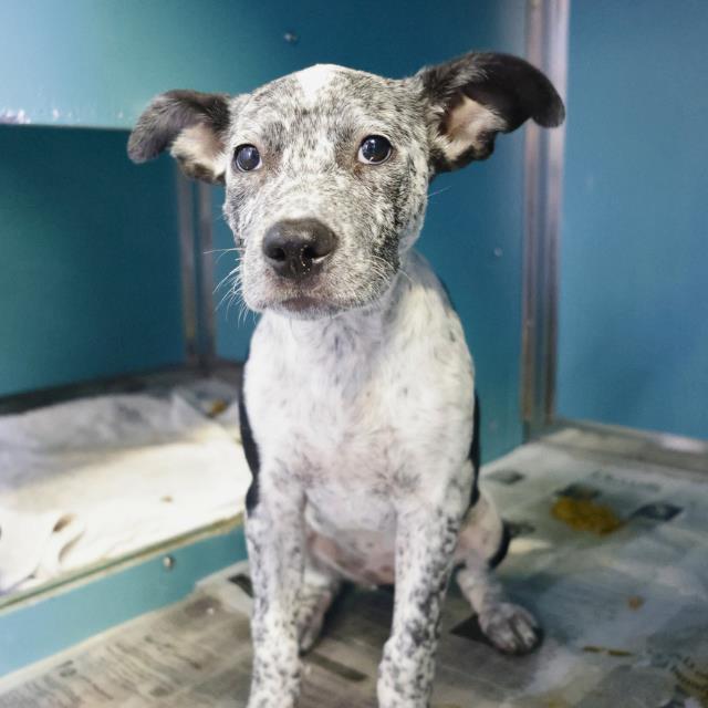 adoptable Dog in San Antonio, TX named AUBREY