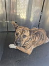 adoptable Dog in  named WENDY