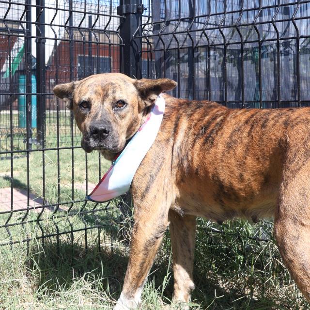 adoptable Dog in San Antonio, TX named WENDY