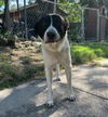 adoptable Dog in  named PACO