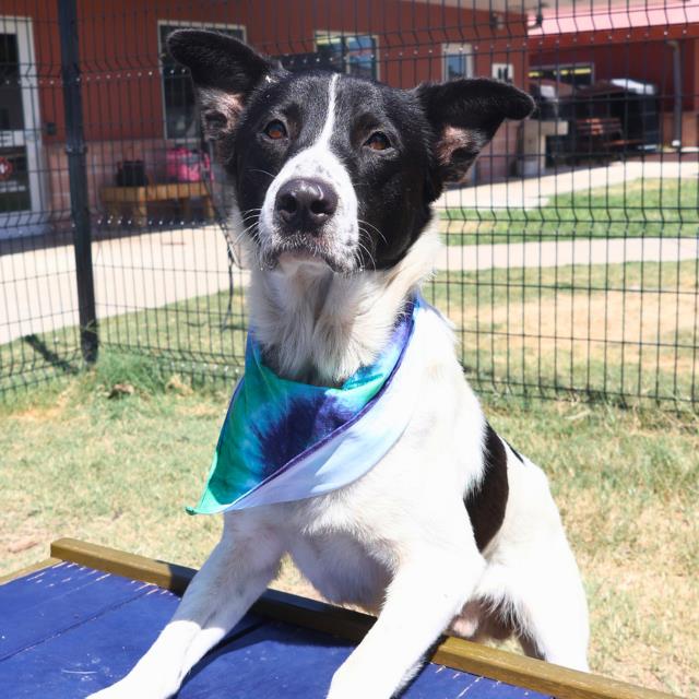 adoptable Dog in San Antonio, TX named PACO
