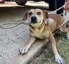 adoptable Dog in  named EILEEN