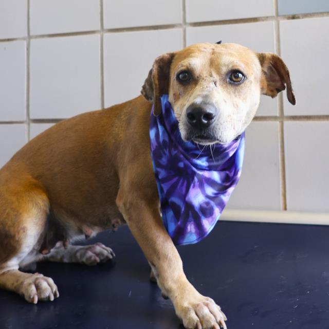 adoptable Dog in San Antonio, TX named EILEEN