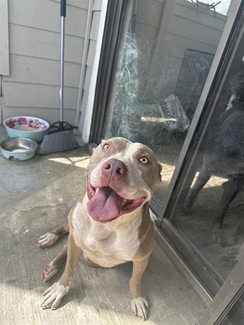 adoptable Dog in San Antonio, TX named TANK