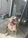 adoptable Dog in  named TANK