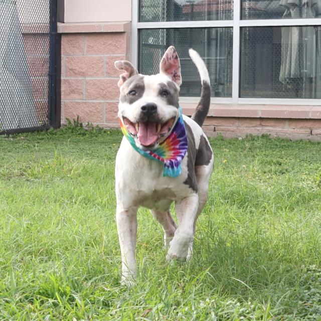 adoptable Dog in San Antonio, TX named TYSON