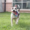 adoptable Dog in  named TYSON