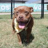adoptable Dog in  named MILLIE