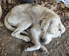 adoptable Dog in  named NESSIE