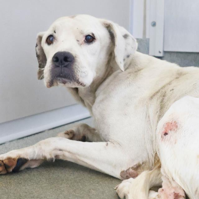 adoptable Dog in San Antonio, TX named NESSIE