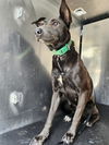 adoptable Dog in  named TWIN