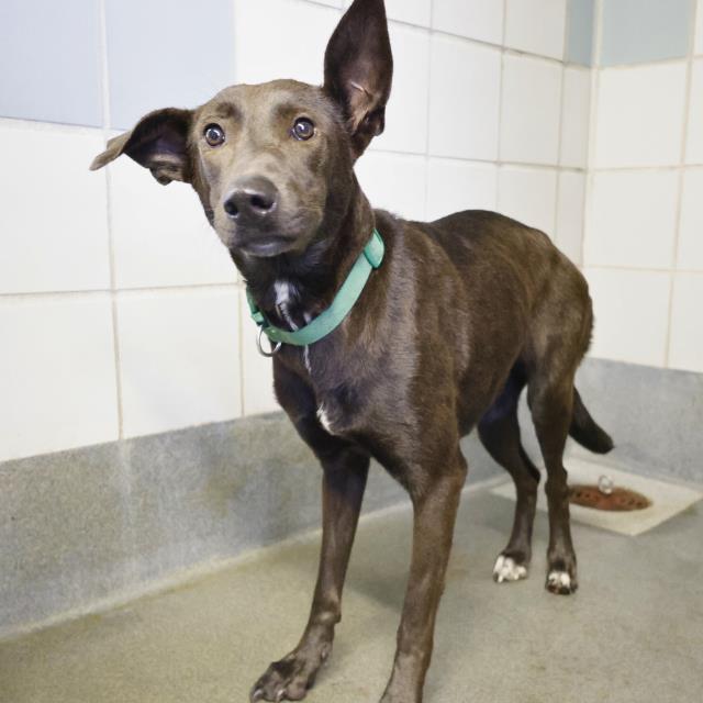 adoptable Dog in San Antonio, TX named TWIN