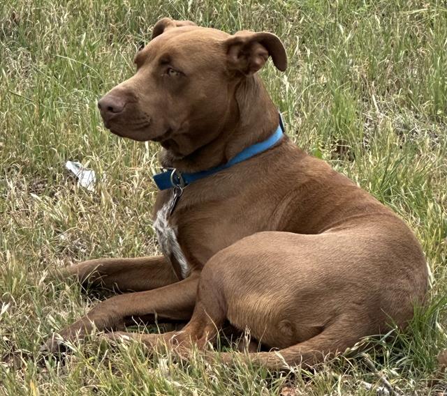 adoptable Dog in San Antonio, TX named ROCKY