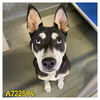 adoptable Dog in  named LEMON