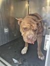 adoptable Dog in  named KODA