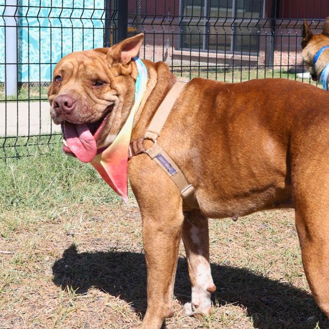 adoptable Dog in San Antonio, TX named KODA