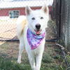 adoptable Dog in  named TAM