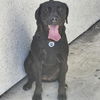 adoptable Dog in  named CASSIE