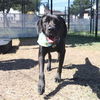 adoptable Dog in  named CASSIE