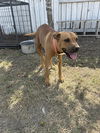 adoptable Dog in  named BAILEY