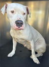 adoptable Dog in  named LILO