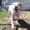 adoptable Dog in  named LILO