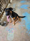 adoptable Dog in  named REESE