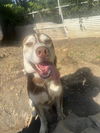 adoptable Dog in  named EVO