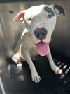 adoptable Dog in  named STITCH